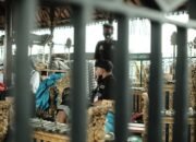 Musik Tradisional Indonesia: Warisan Budaya yang Tak Ternilai