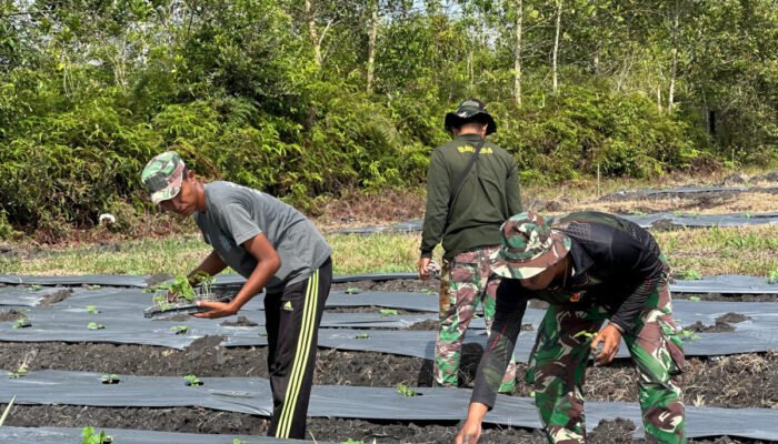 Anggota Satgas TMMD Ke-124 Laksanakan Penanaman Bibit