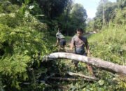 Satgas TMMD bersama Warga Bersihkan Pohon Halangi Jalan