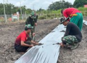 Satgas TMMD Kodim 1012/Buntok Pasang Plastik Mulsa Dukung Ketahanan Pangan