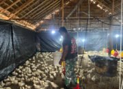 Satgas TMMD Kodim 1012/Buntok Rawat Ayam Potong di Lokasi Ketahanan Pangan Sababillah