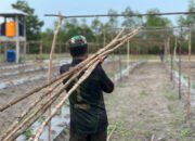 Satgas TMMD Kodim 1012/Buntok Angkut Kayu untuk Pembuatan Tempat Rambatan Sayuran di Sababillah