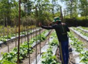 Satgas TMMD Kodim 1012/Buntok Pasang Kayu Rambatan di Lokasi Ketahanan Pangan Sababillah