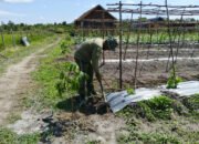 Satgas TMMD Kodim 1012/Buntok Rawat Sayuran di Lokasi Ketahanan Pangan Sababillah