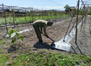 Satgas TMMD Kodim 1012/Buntok Lakukan Perapian Tanah Bedengan di Lokasi Ketahanan Pangan Sababillah