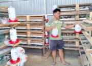 Satgas TMMD Kodim 1012/Buntok Lakukan Pemberian Makan dan Minum Burung Puyuh di Lokasi Ketahanan Pangan Sababillah