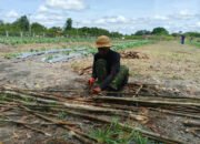 Satgas TMMD Kodim 1012/Buntok Potong Kayu Rambatan Sayuran di Lokasi Ketahanan Pangan Sababillah