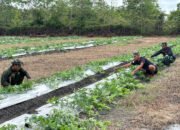 Satgas TMMD Kodim 1012/Buntok Rawat Kebun Buah di Lokasi Ketahanan Pangan Sababillah