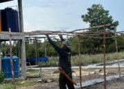 Satgas TMMD Kodim 1012/Buntok Buat Tempat Rambatan Sayur di Lokasi Ketahanan Pangan Sababillah