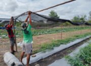 Satgas TMMD ke-124 Kodim 1012/Buntok Pasang Jaring Buah di Lahan Ketahanan Pangan