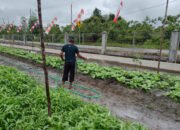 Satgas TMMD ke-124 Rawat Kebun Ketahanan Pangan Demi Dukung Swasembada Desa