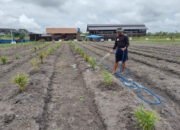 Satgas TMMD Ke-124 Bersama Warga Siram Kebun Ketahanan Pangan di Sababillah